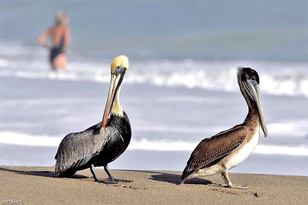 595 93rd AVE N, NAPLES FL 34108-24