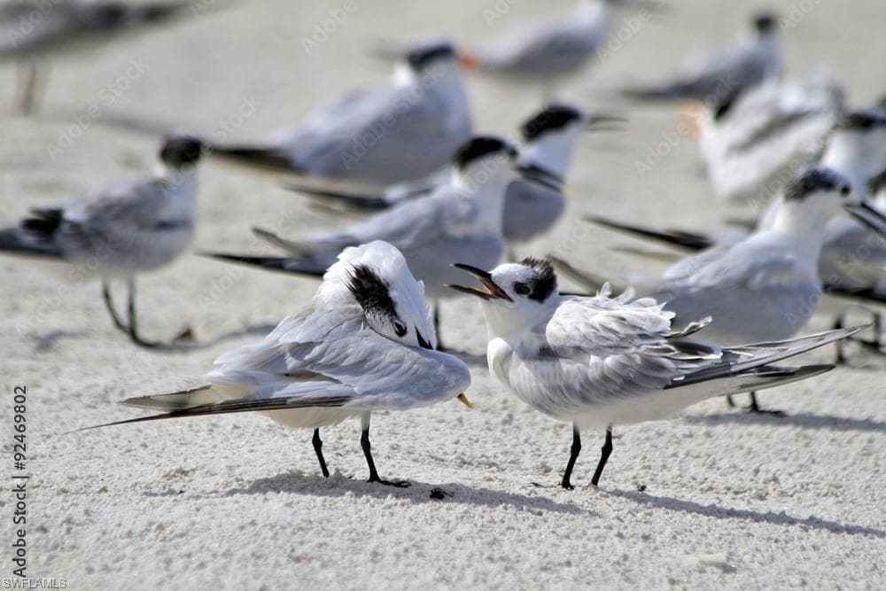 1155 Sandpiper ST # E3, NAPLES FL 34102-34