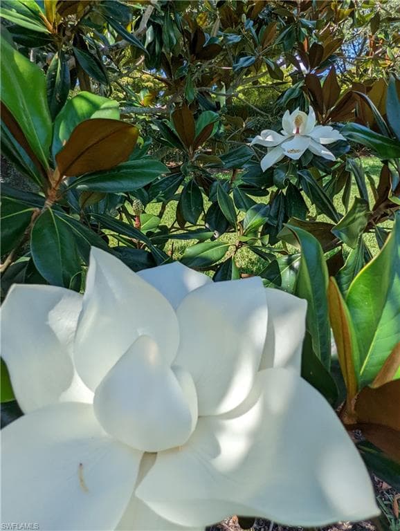 2623 Somerville LOOP # 508, CAPE CORAL FL 33991-32