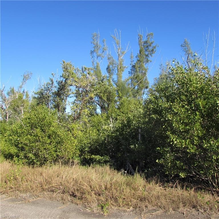 Ficus Tree, BOKEELIA FL 33922-4