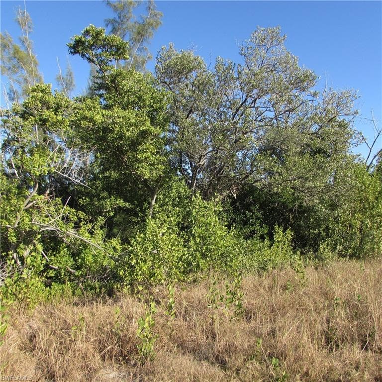 Ficus Tree, BOKEELIA FL 33922-7