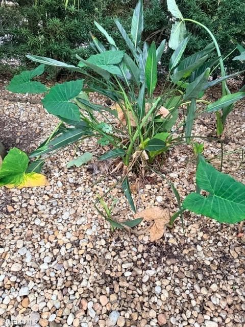 10212 Yellowtop TRL, FORT MYERS FL 33905-7