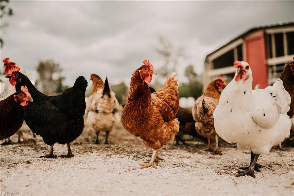 19740 Gottarde RD, NORTH FORT MYERS FL 33917-5