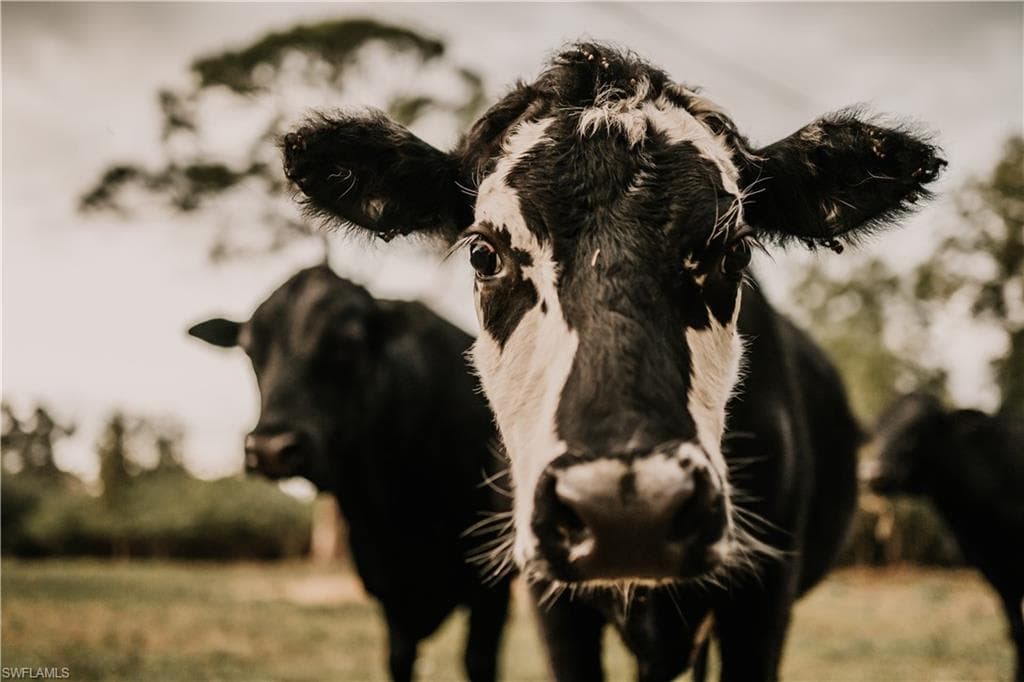 19740 Gottarde RD, NORTH FORT MYERS FL 33917-6