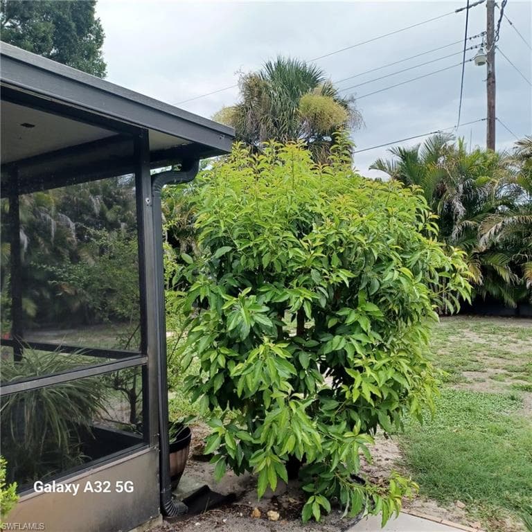 2324 Caladium RD-39