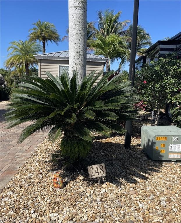 5230 Pineland Daisy TRL-1